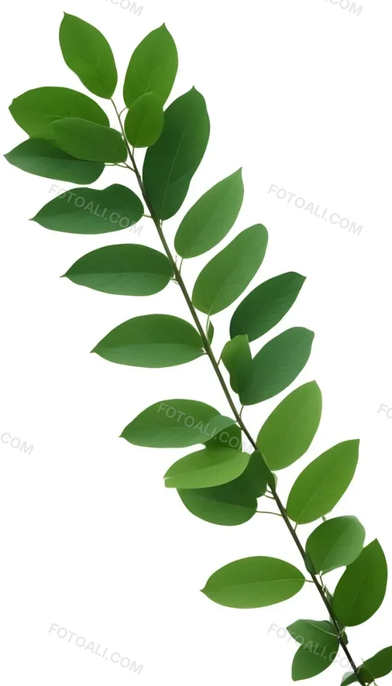 Green Leaves On A Branch With Varying Shades Of Green And Different Leaf Shapes And Sizes 23 F736