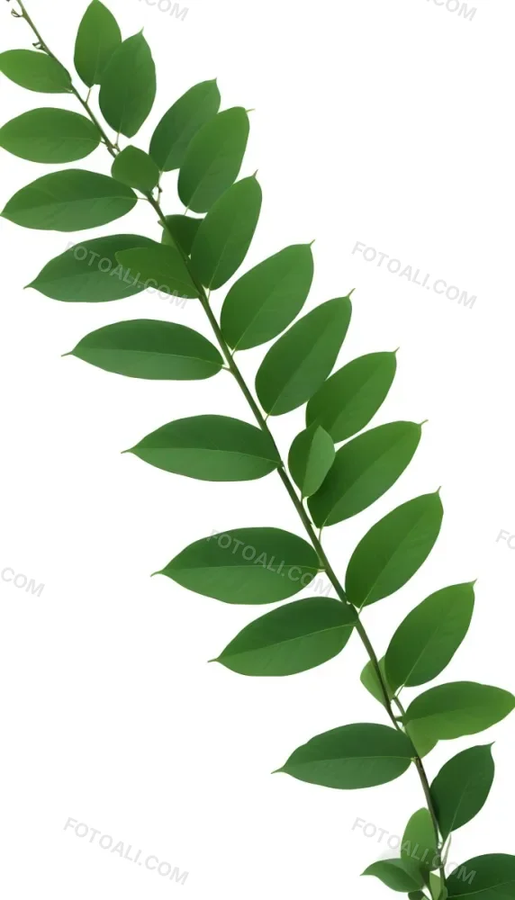 Green Leaves On A Branch With Varying Shades Of Green And Different Leaf Shapes And Sizes 24 A28b