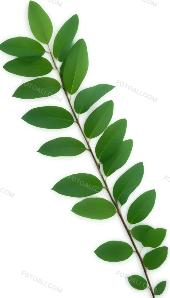 Green Leaves On A Branch With Varying Shades Of Green And Different Leaf Shapes And Sizes 26 2fba