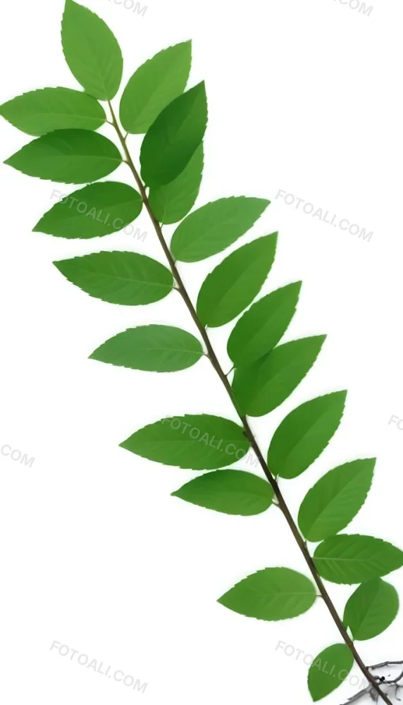Green Leaves On A Branch With Varying Shades Of Green And Different Leaf Shapes And Sizes 3 4fa6