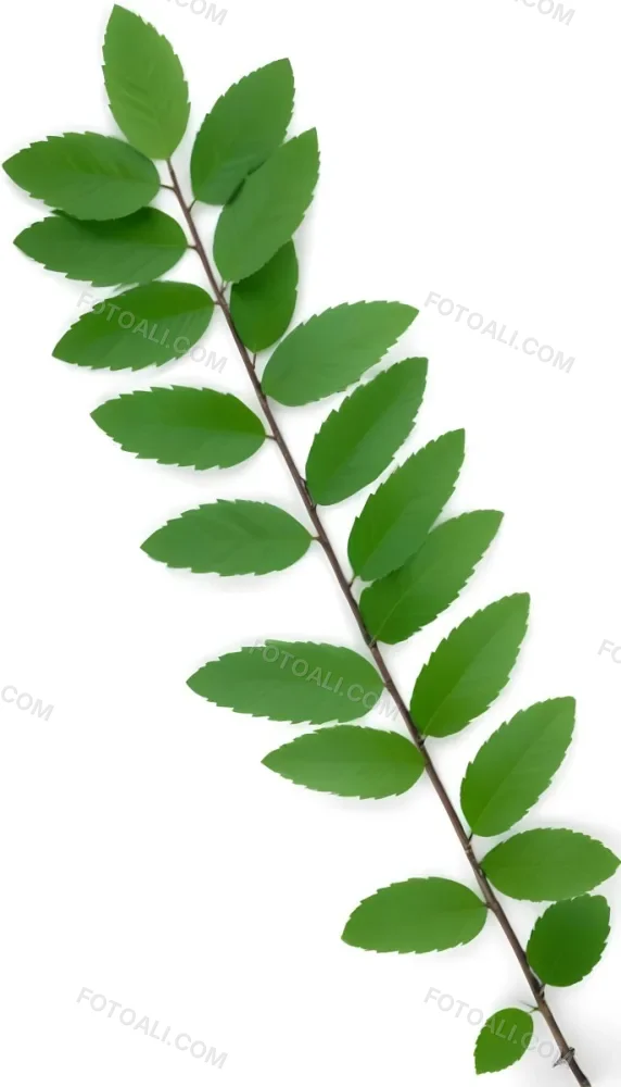 Green Leaves On A Branch With Varying Shades Of Green And Different Leaf Shapes And Sizes 6 E1e6