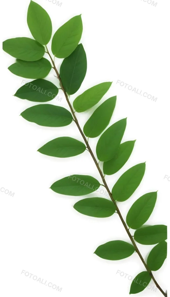 Green Leaves On A Branch With Varying Shades Of Green And Different Leaf Shapes And Sizes 9 83dd