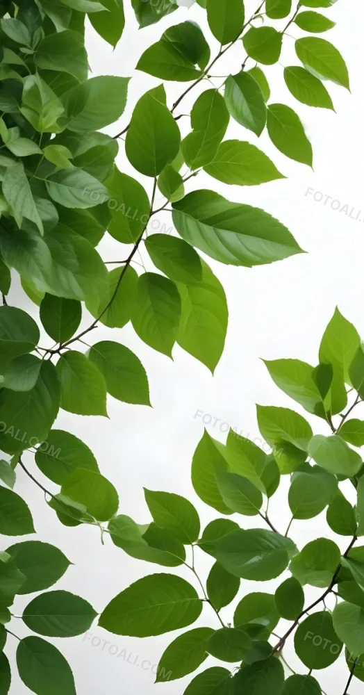 Green Leaves With White Background 10 Ea6f