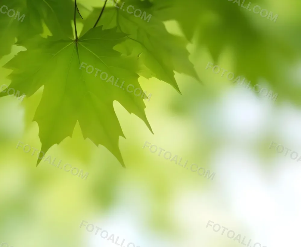 Green Maple Leaves With Blurred Background 14 4427