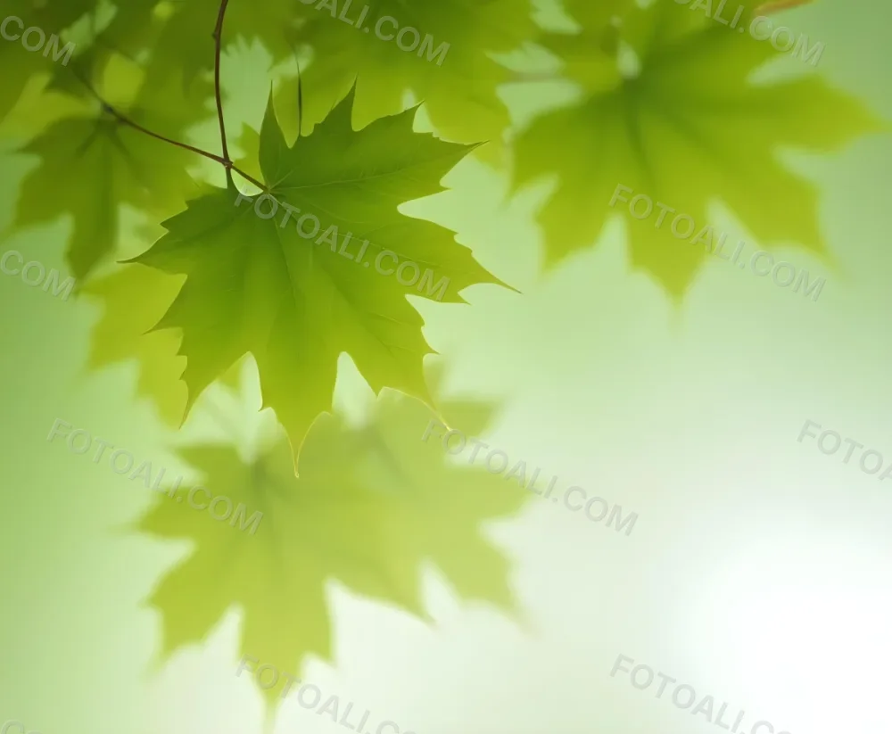 Green Maple Leaves With Blurred Background 7 Abdc