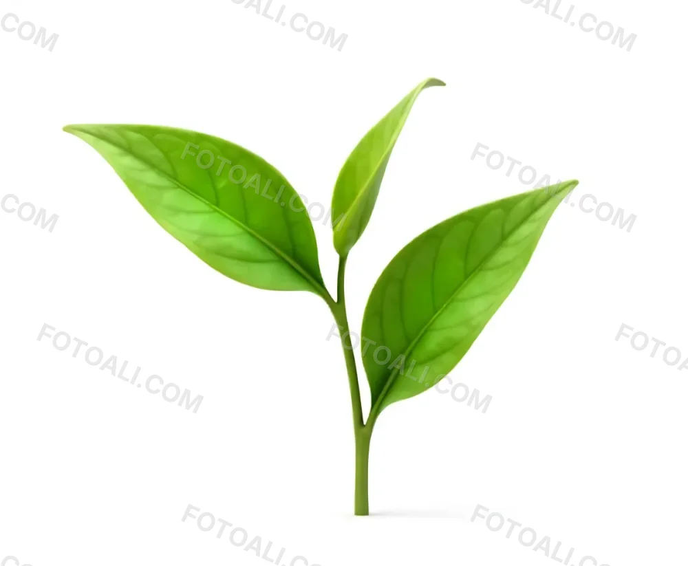 Green Tea Leaves With A Stem Isolated On A White Background Showcasing The Vibrant Color And Texture Of The Plant 10 51b3