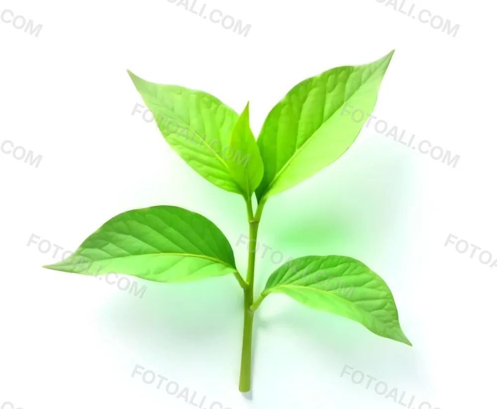 Green Tea Leaves With A Stem Isolated On A White Background Showcasing The Vibrant Color And Texture Of The Plant 14 E574