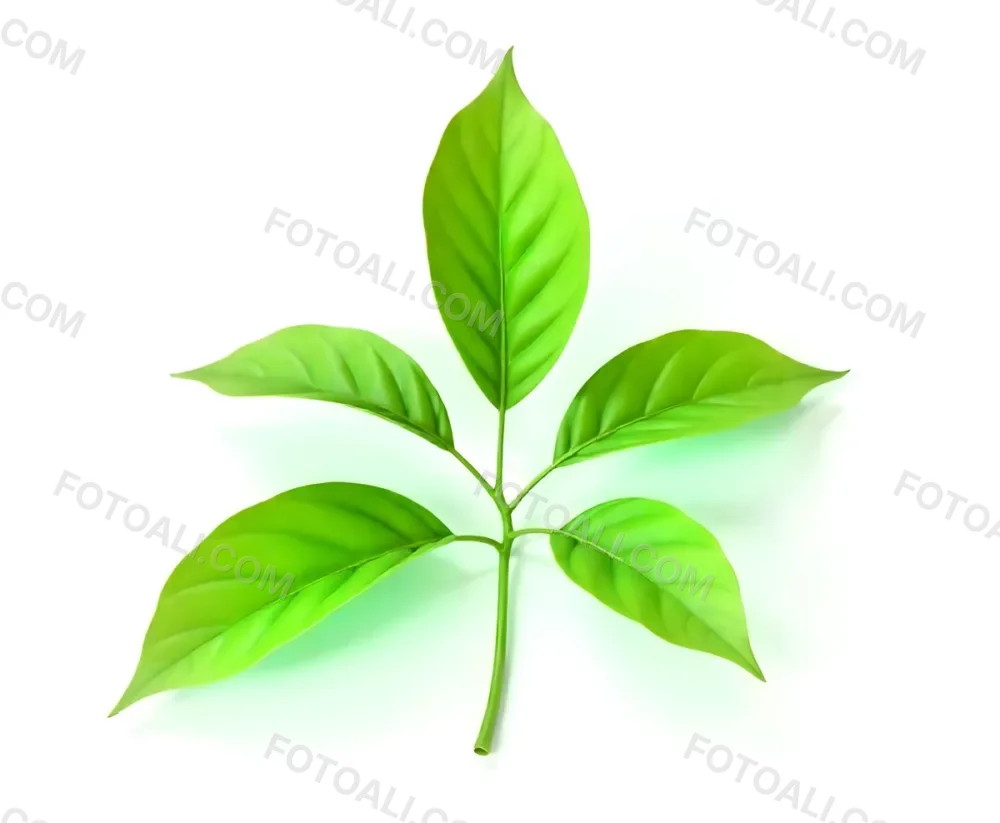 Green Tea Leaves With A Stem Isolated On A White Background Showcasing The Vibrant Color And Texture Of The Plant 24 0527