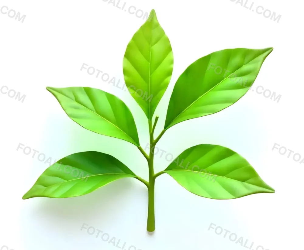 Green Tea Leaves With A Stem Isolated On A White Background Showcasing The Vibrant Color And Texture Of The Plant 28 96ee