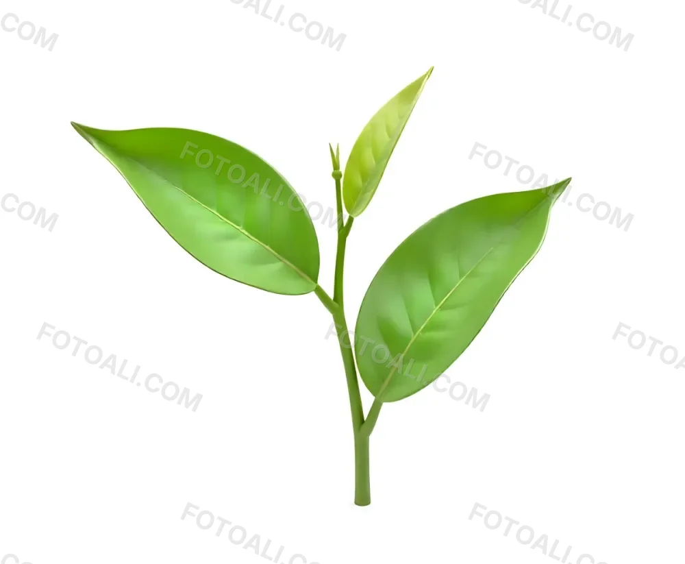 Green Tea Leaves With A Stem Isolated On A White Background Showcasing The Vibrant Color And Texture Of The Plant 6 C49d