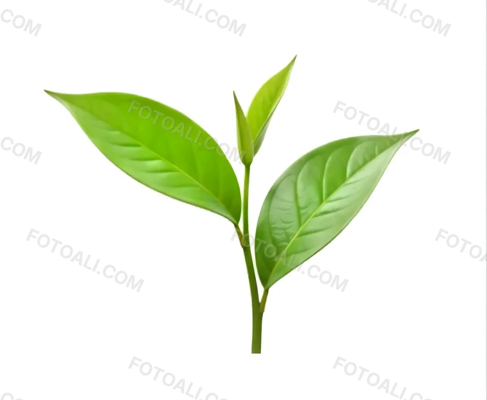 Green Tea Leaves With A Stem Isolated On A White Background Showcasing The Vibrant Color And Texture Of The Plant 8 3c68