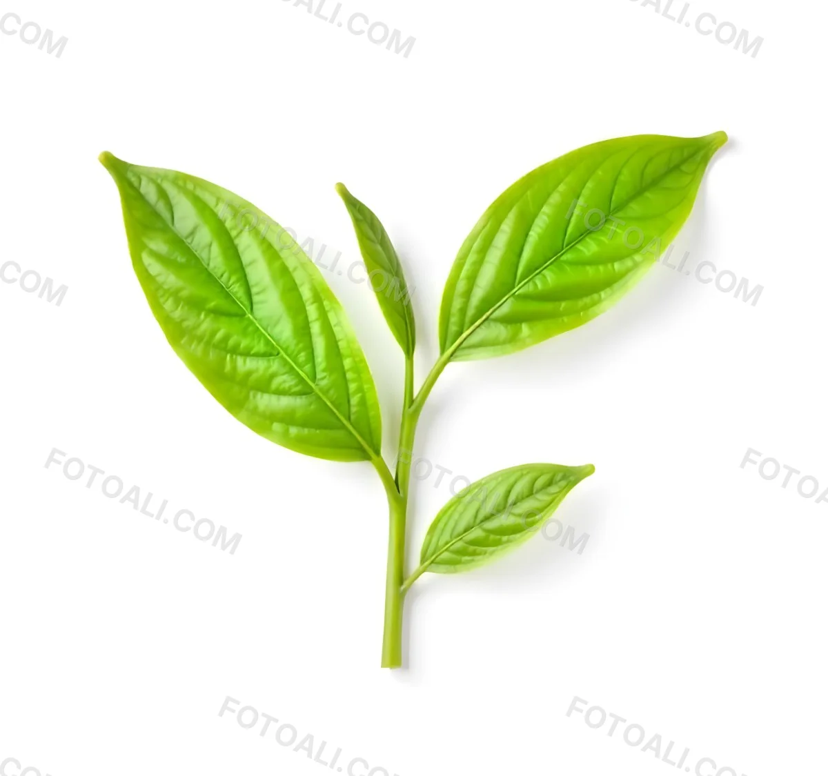 Green Tea Leaves With A Stem Isolated On A White Background Vibrant Color Studio Shot High Resolution Sharp Details Natural Light Minimalist Composition 10 7497
