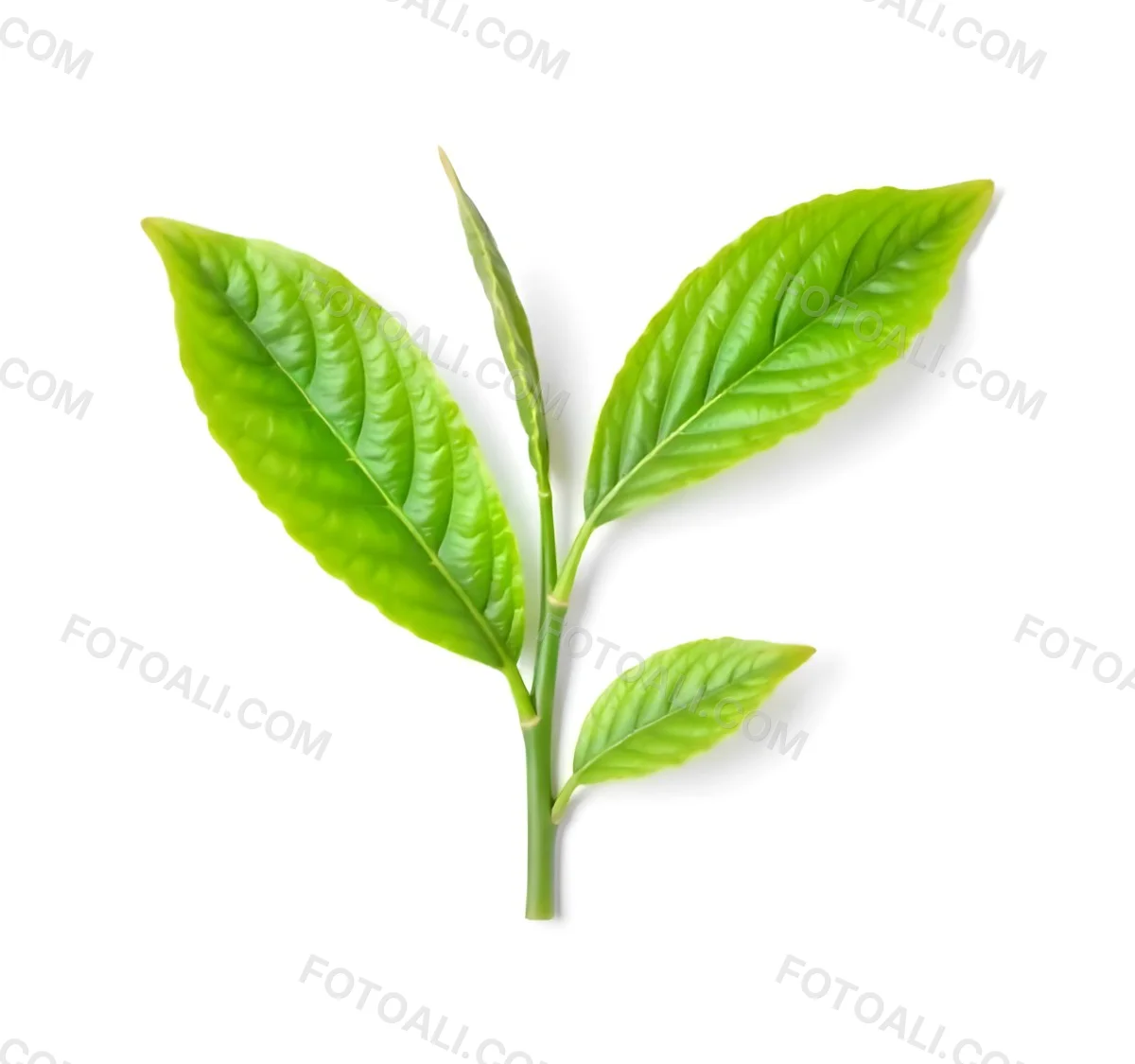 Green Tea Leaves With A Stem Isolated On A White Background Vibrant Color Studio Shot High Resolution Sharp Details Natural Light Minimalist Composition 11 628d