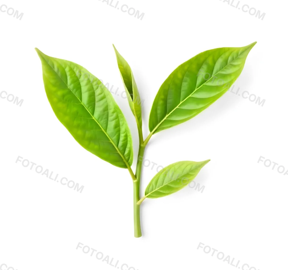 Green Tea Leaves With A Stem Isolated On A White Background Vibrant Color Studio Shot High Resolution Sharp Details Natural Light Minimalist Composition 12 8667