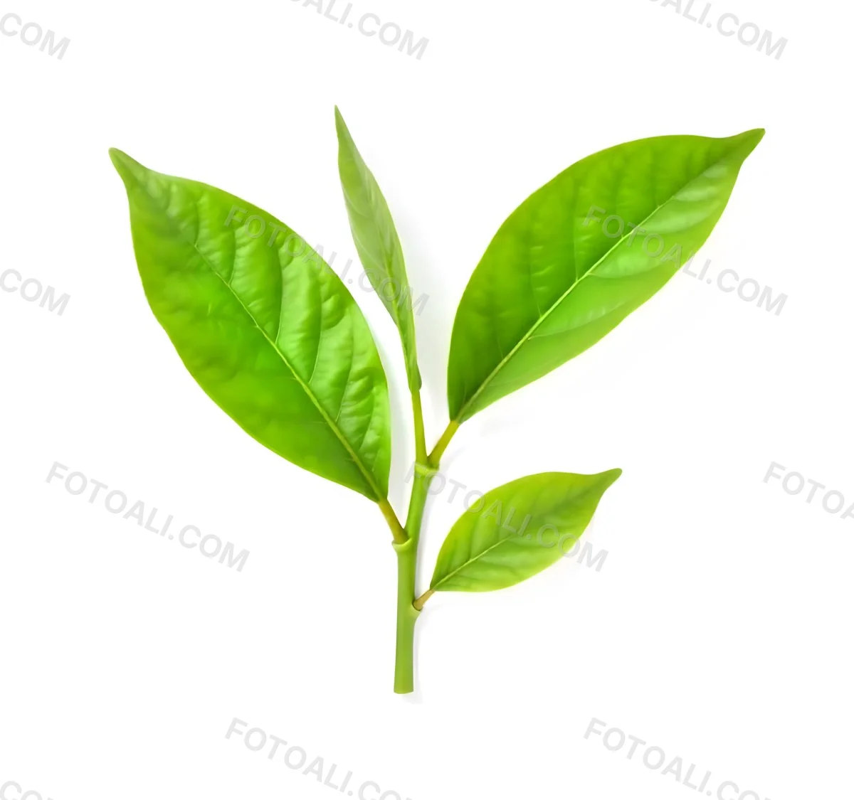 Green Tea Leaves With A Stem Isolated On A White Background Vibrant Color Studio Shot High Resolution Sharp Details Natural Light Minimalist Composition 16 E6b7