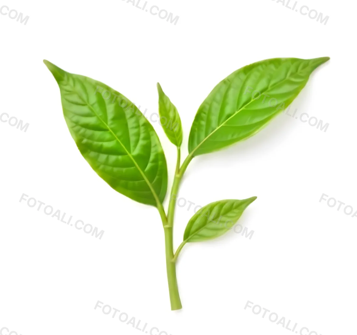 Green Tea Leaves With A Stem Isolated On A White Background Vibrant Color Studio Shot High Resolution Sharp Details Natural Light Minimalist Composition 18 E940