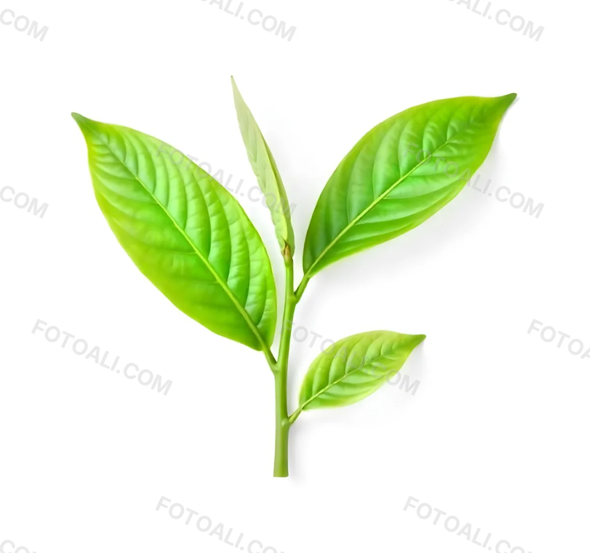 Green Tea Leaves With A Stem Isolated On A White Background Vibrant Color Studio Shot High Resolution Sharp Details Natural Light Minimalist Composition 2 5406