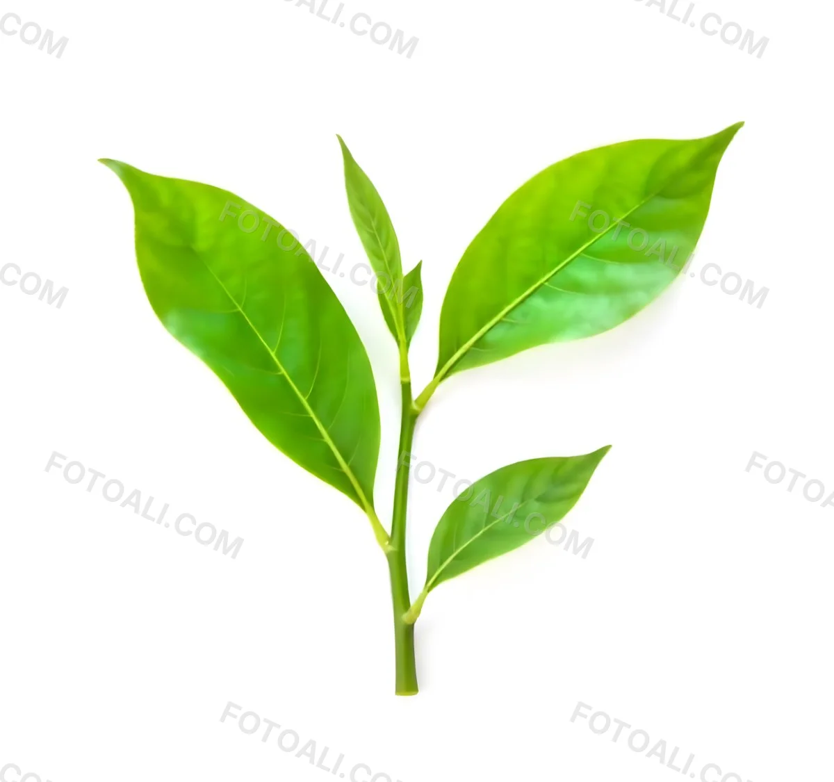 Green Tea Leaves With A Stem Isolated On A White Background Vibrant Color Studio Shot High Resolution Sharp Details Natural Light Minimalist Composition 20 5f02