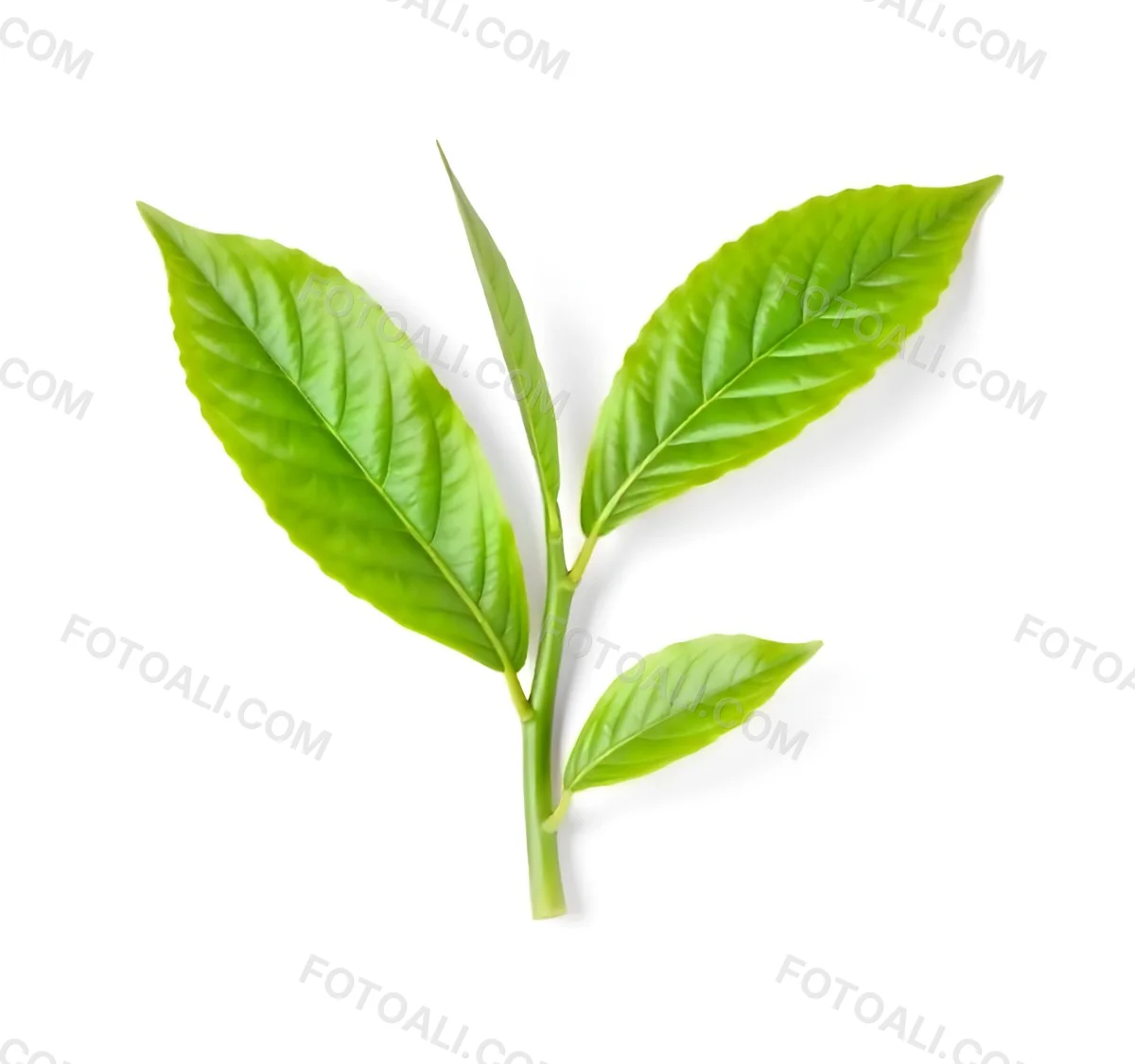 Green Tea Leaves With A Stem Isolated On A White Background Vibrant Color Studio Shot High Resolution Sharp Details Natural Light Minimalist Composition 21 8a9f