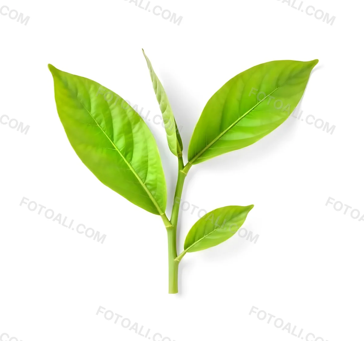 Green Tea Leaves With A Stem Isolated On A White Background Vibrant Color Studio Shot High Resolution Sharp Details Natural Light Minimalist Composition 5 2bb2
