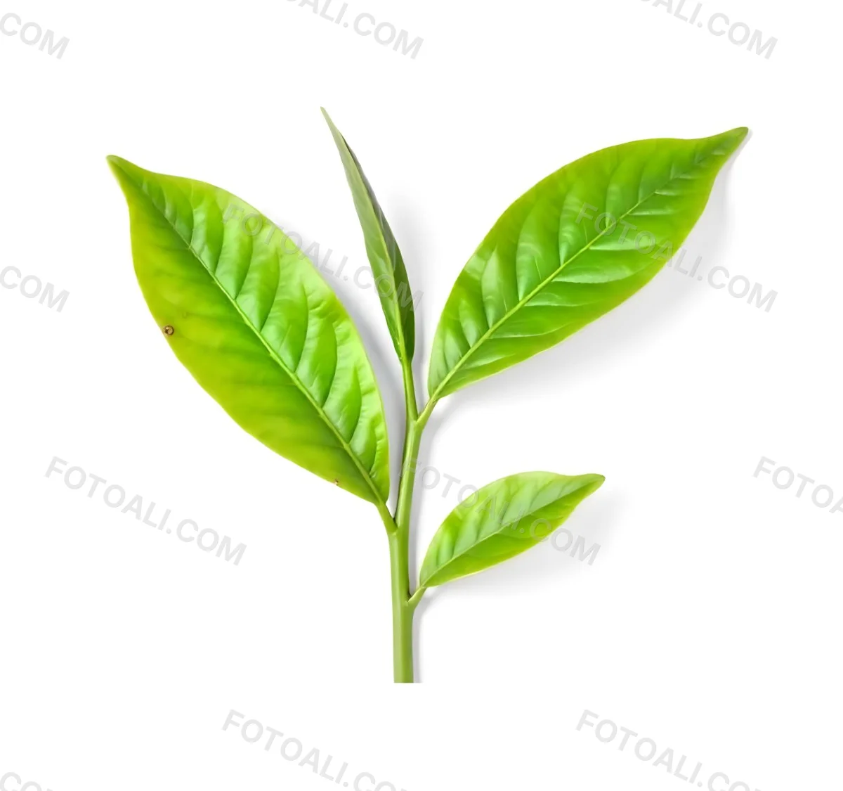 Green Tea Leaves With A Stem Isolated On A White Background Vibrant Color Studio Shot High Resolution Sharp Details Natural Light Minimalist Composition 6 E065