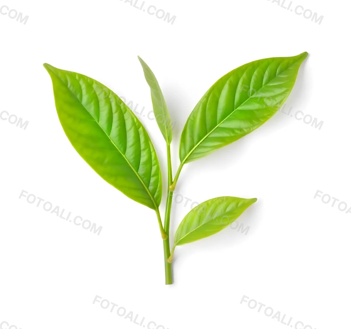 Green Tea Leaves With A Stem Isolated On A White Background Vibrant Color Studio Shot High Resolution Sharp Details Natural Light Minimalist Composition 7 5582