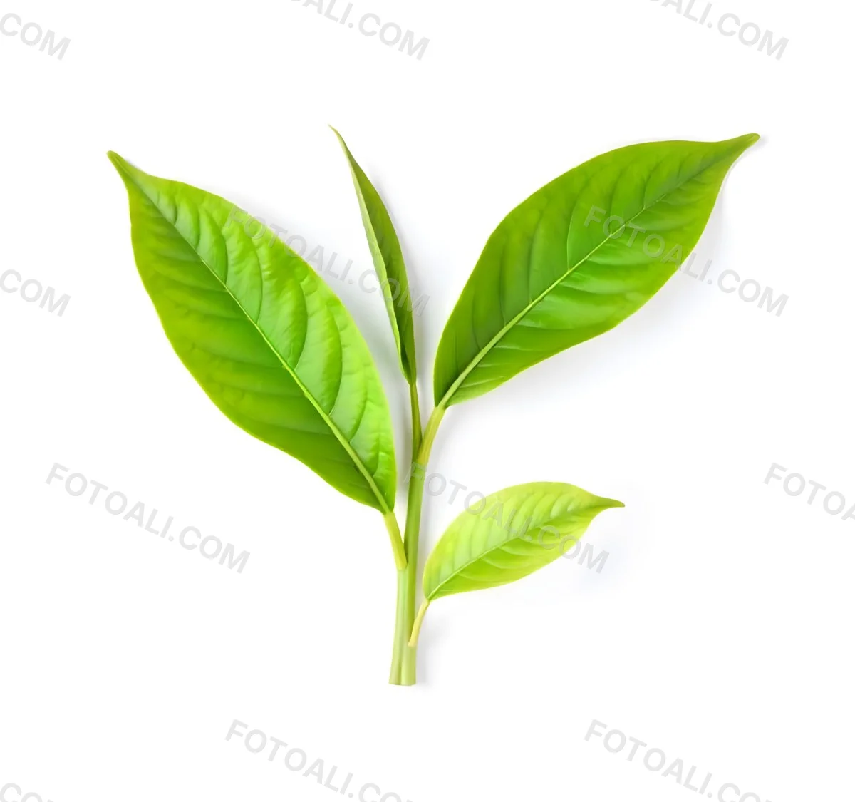 Green Tea Leaves With A Stem Isolated On A White Background Vibrant Color Studio Shot High Resolution Sharp Details Natural Light Minimalist Composition 9 9cde