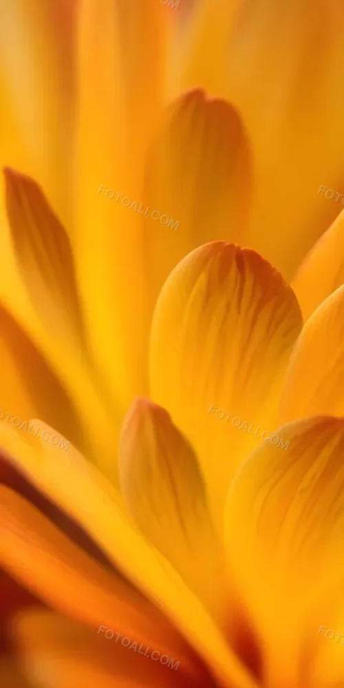 Macro Shot Of Vibrant Red Flower Petals With Orange Tips Soft Lighting Close Up View Showcasing The Intricate Details And Textures Of The Flower 35 F846