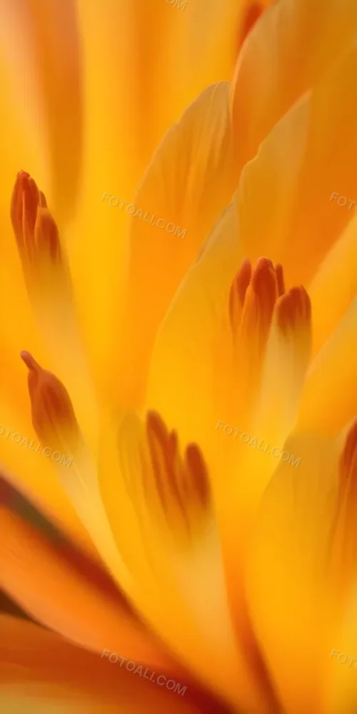 Macro Shot Of Vibrant Red Flower Petals With Orange Tips Soft Lighting Close Up View Showcasing The Intricate Details And Textures Of The Flower 47 B5ba