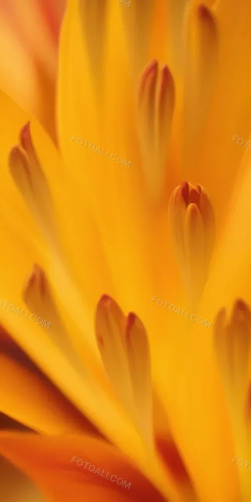 Macro Shot Of Vibrant Red Flower Petals With Orange Tips Soft Lighting Close Up View Showcasing The Intricate Details And Textures Of The Flower 57 2e48
