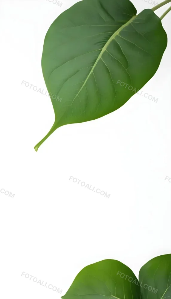 Minimal Soft Studio Light Photography A Large Green Leaf With Visible Veins Against A Plain White Background High Detail Solid Bold Color Background 19 627b