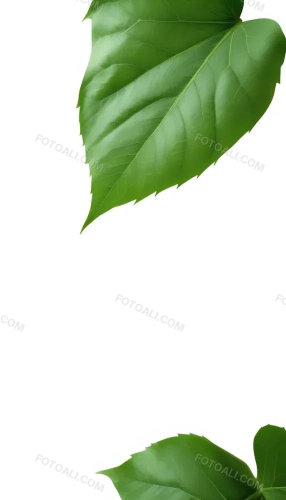 Minimal Soft Studio Light Photography A Large Green Leaf With Visible Veins Against A Plain White Background High Detail Solid Bold Color Background 23 66e8