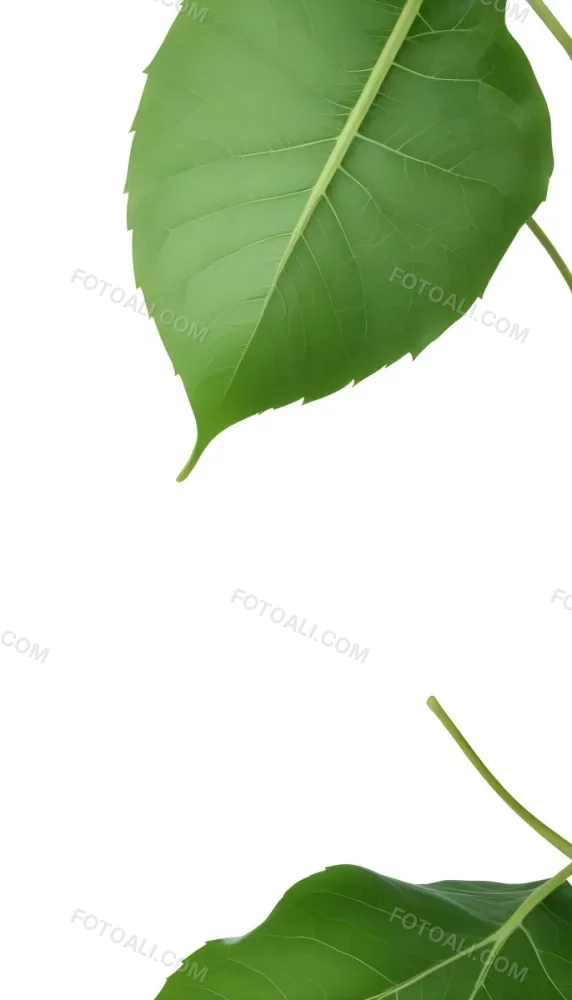 Minimal Soft Studio Light Photography A Large Green Leaf With Visible Veins Against A Plain White Background High Detail Solid Bold Color Background 9 30fe