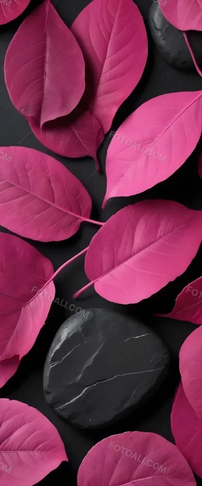 Minimal Soft Studio Light Photography Bright Pink Leaves With Prominent Veins Arranged Over A Textured Black Background Resembling Stones High Detail Solid Bold Color Background 21 Bf02