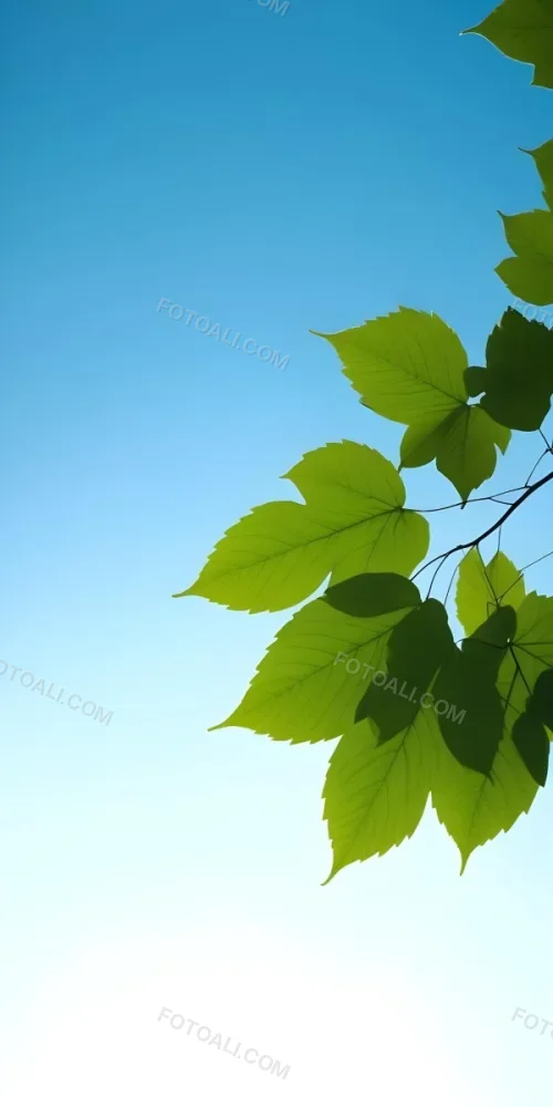 Minimal Soft Studio Light Photography Green Leaves With Thin Veins Against A Blue Sky Background High Detail Solid Bold Color Background 13 59fe