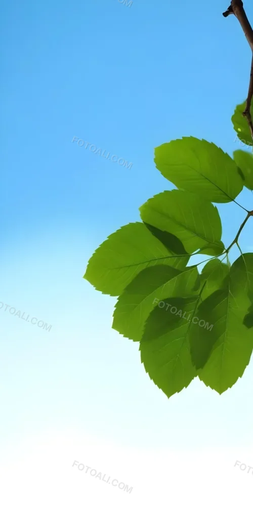 Minimal Soft Studio Light Photography Green Leaves With Thin Veins Against A Blue Sky Background High Detail Solid Bold Color Background 5 B2c7