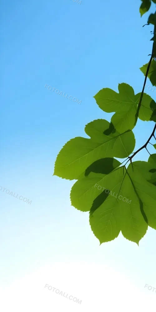 Minimal Soft Studio Light Photography Green Leaves With Thin Veins Against A Blue Sky Background High Detail Solid Bold Color Background 6 3fe6