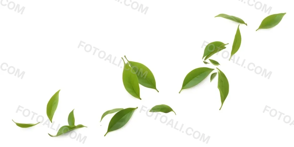 Minimal Soft Studio Light Photography Green Tea Leaves Floating Against A White Background High Detail Solid Bold Color Background 19 3ee2