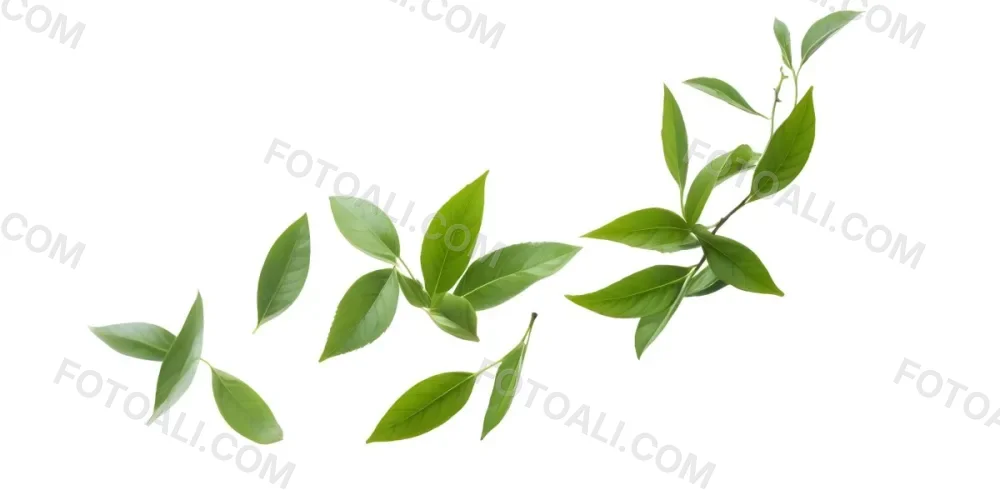 Minimal Soft Studio Light Photography Green Tea Leaves Floating Against A White Background High Detail Solid Bold Color Background 31 A8e5