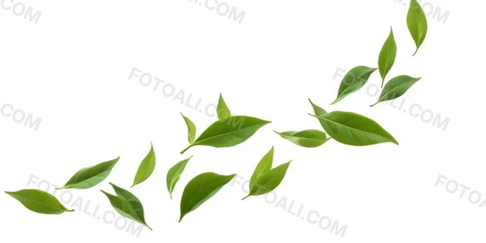 Minimal Soft Studio Light Photography Green Tea Leaves Floating Against A White Background High Detail Solid Bold Color Background 36 5db3