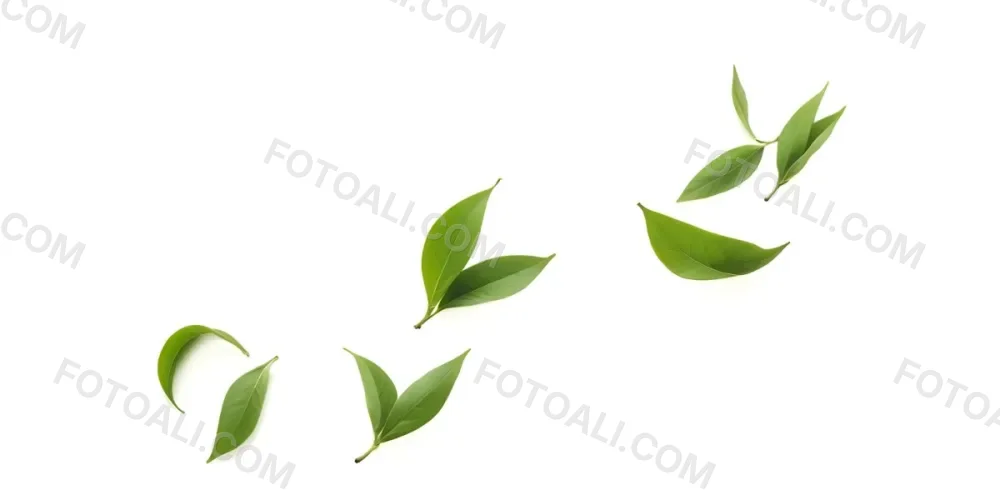 Minimal Soft Studio Light Photography Green Tea Leaves Floating Against A White Background High Detail Solid Bold Color Background 6 8dfc