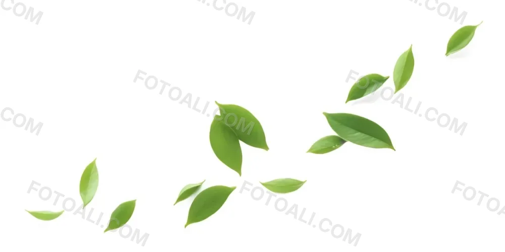 Minimal Soft Studio Light Photography Green Tea Leaves Floating Against A White Background High Detail Solid Bold Color Background 8 899f