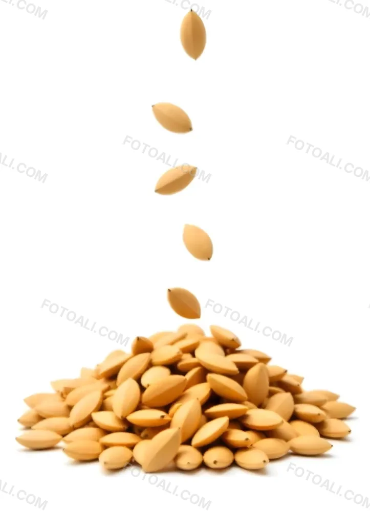 Pumpkin Seeds Falling Into A Pile Of Pumpkin Seeds Isolated On A White Background 17 C670