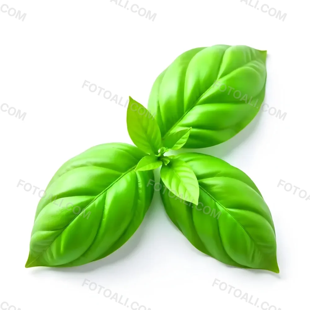 Three Basil Leaves Vibrant Green Color Smooth Texture Arranged In A Triangular Formation Isolated On A White Background Natural Light Culinary Herb 7 6552