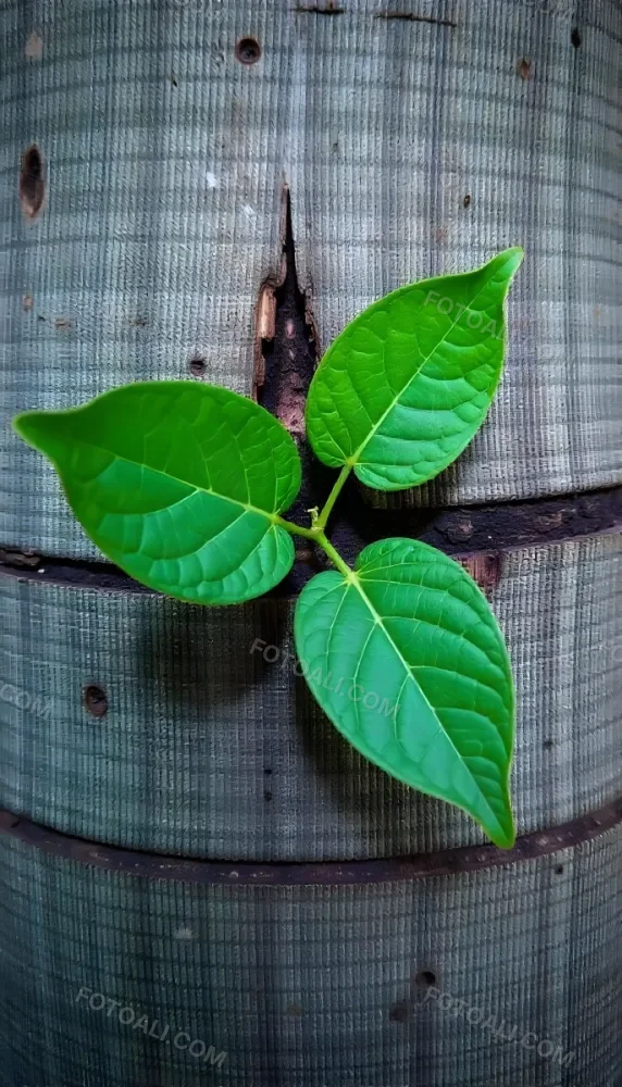 Three Green Leaves Growing From A Tree Trunk The Leaves Are Bright Green And Healthy The Tree Trunk Is Green And Weathered Nature Concept 6 F7b2