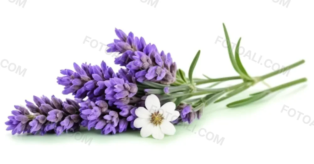 Two Sprigs Of Lavender With White Flowers And Purple Stems Isolated On A Green Background Close Up Shot Natural Light Botanical Photography 1 Eb4a