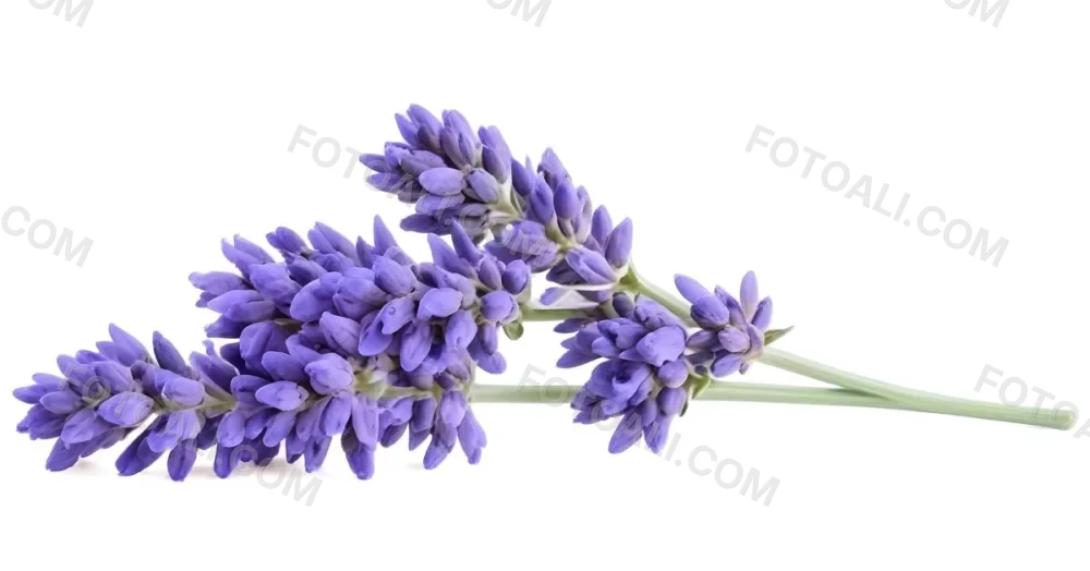 Two Sprigs Of Lavender With White Flowers And Purple Stems Isolated On A Green Background Close Up Shot Natural Light Botanical Photography 10 8fc8