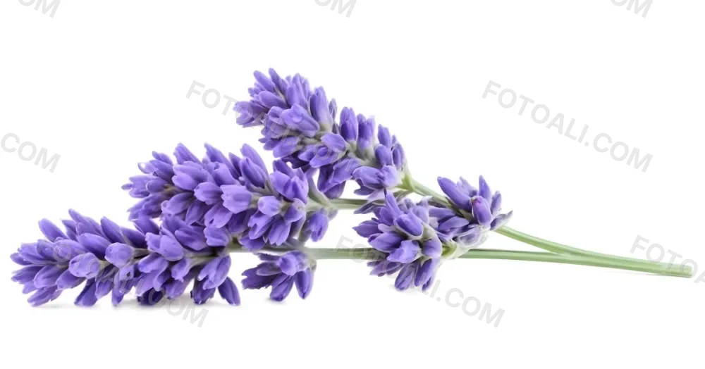 Two Sprigs Of Lavender With White Flowers And Purple Stems Isolated On A Green Background Close Up Shot Natural Light Botanical Photography 11 18cf