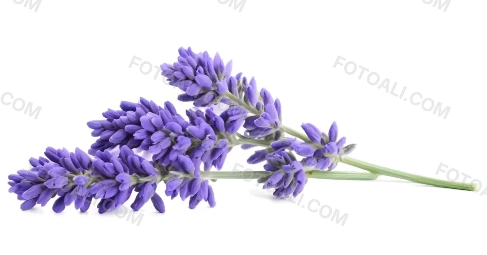 Two Sprigs Of Lavender With White Flowers And Purple Stems Isolated On A Green Background Close Up Shot Natural Light Botanical Photography 12 24fc