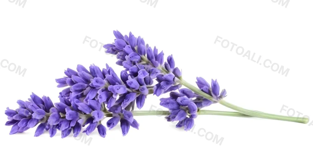 Two Sprigs Of Lavender With White Flowers And Purple Stems Isolated On A Green Background Close Up Shot Natural Light Botanical Photography 14 8ad1